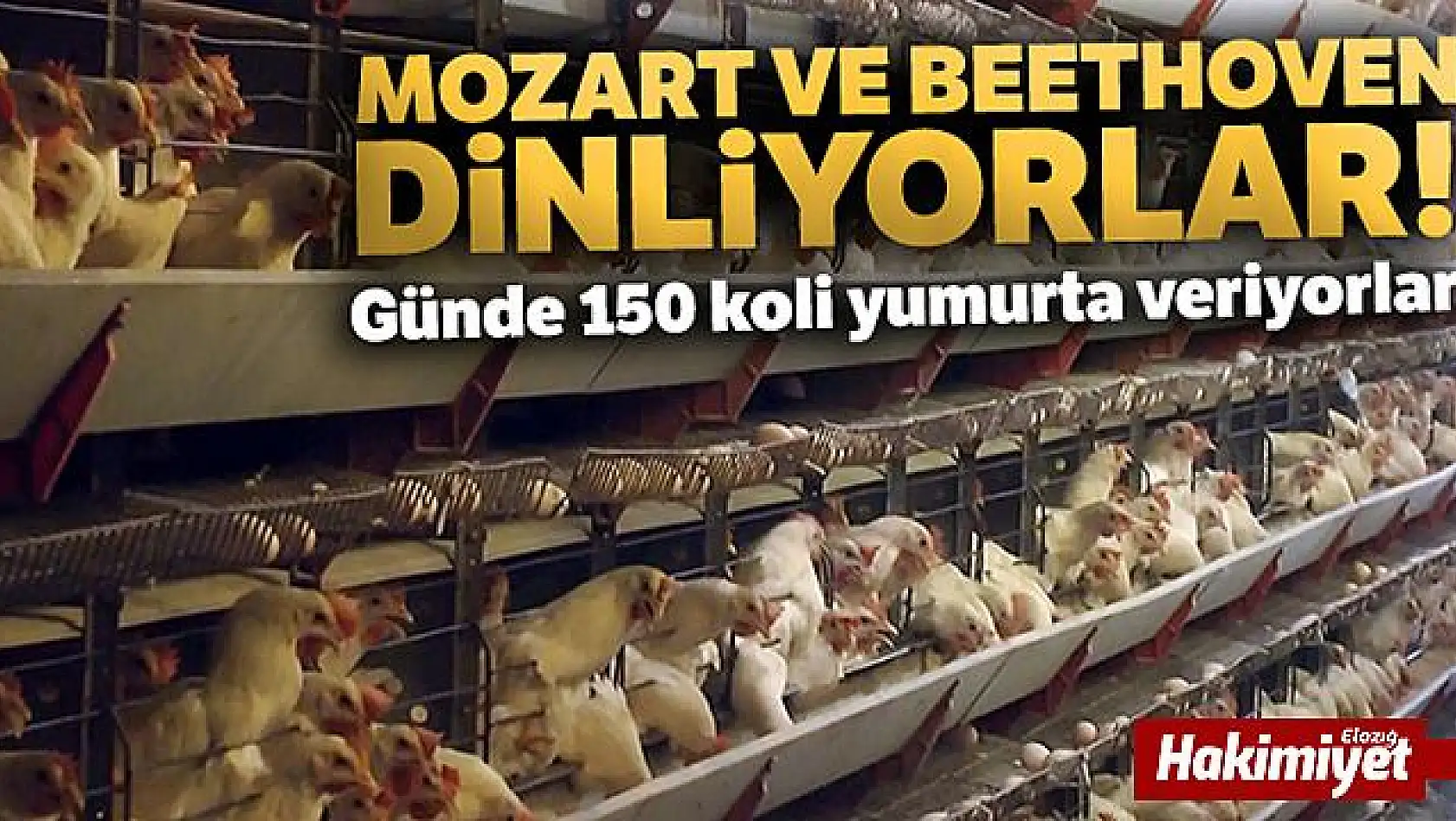 Tavukların Mozart ve Beethoven hayranlığı