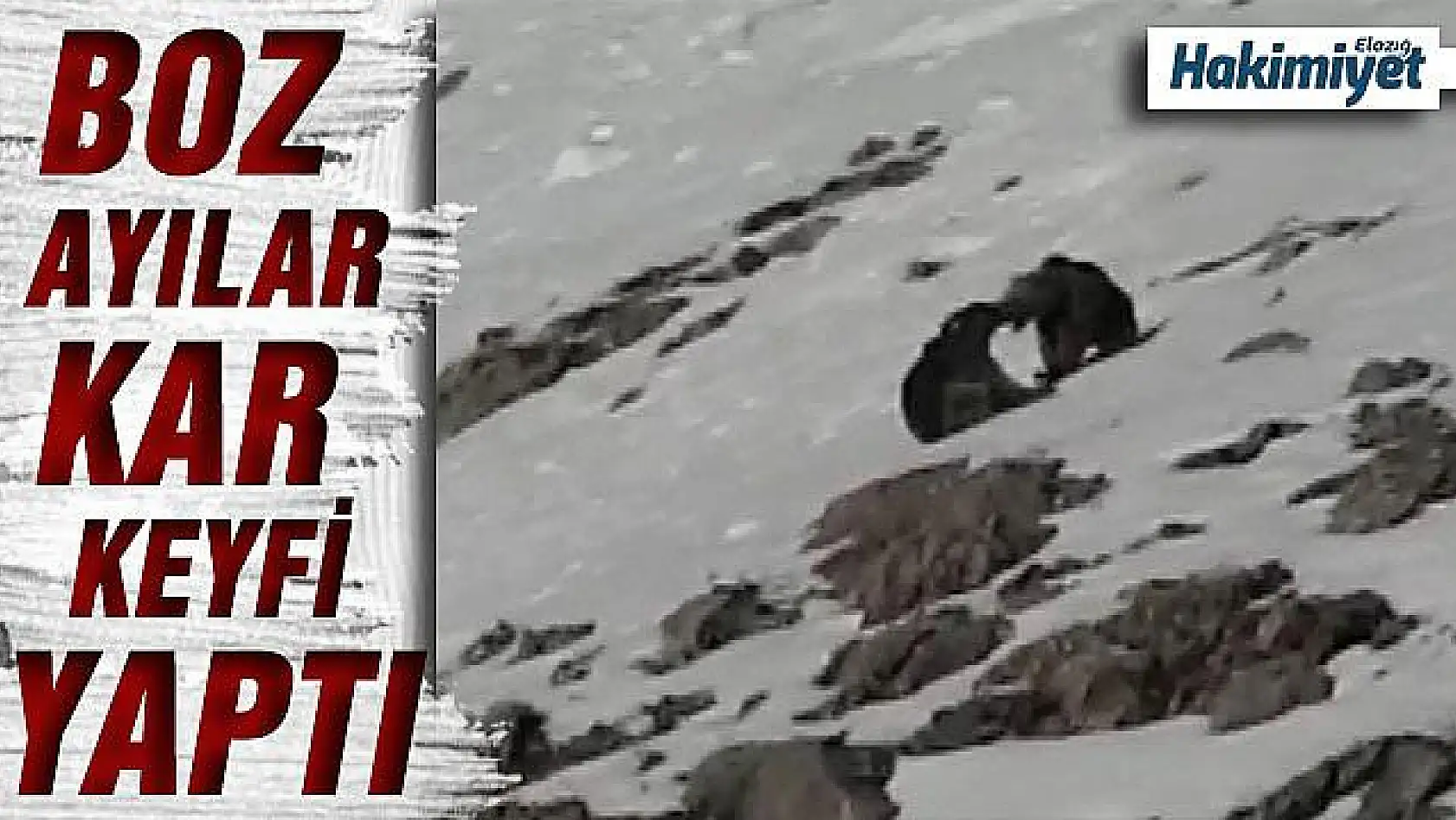 Boz ayıların karda kayak keyfi