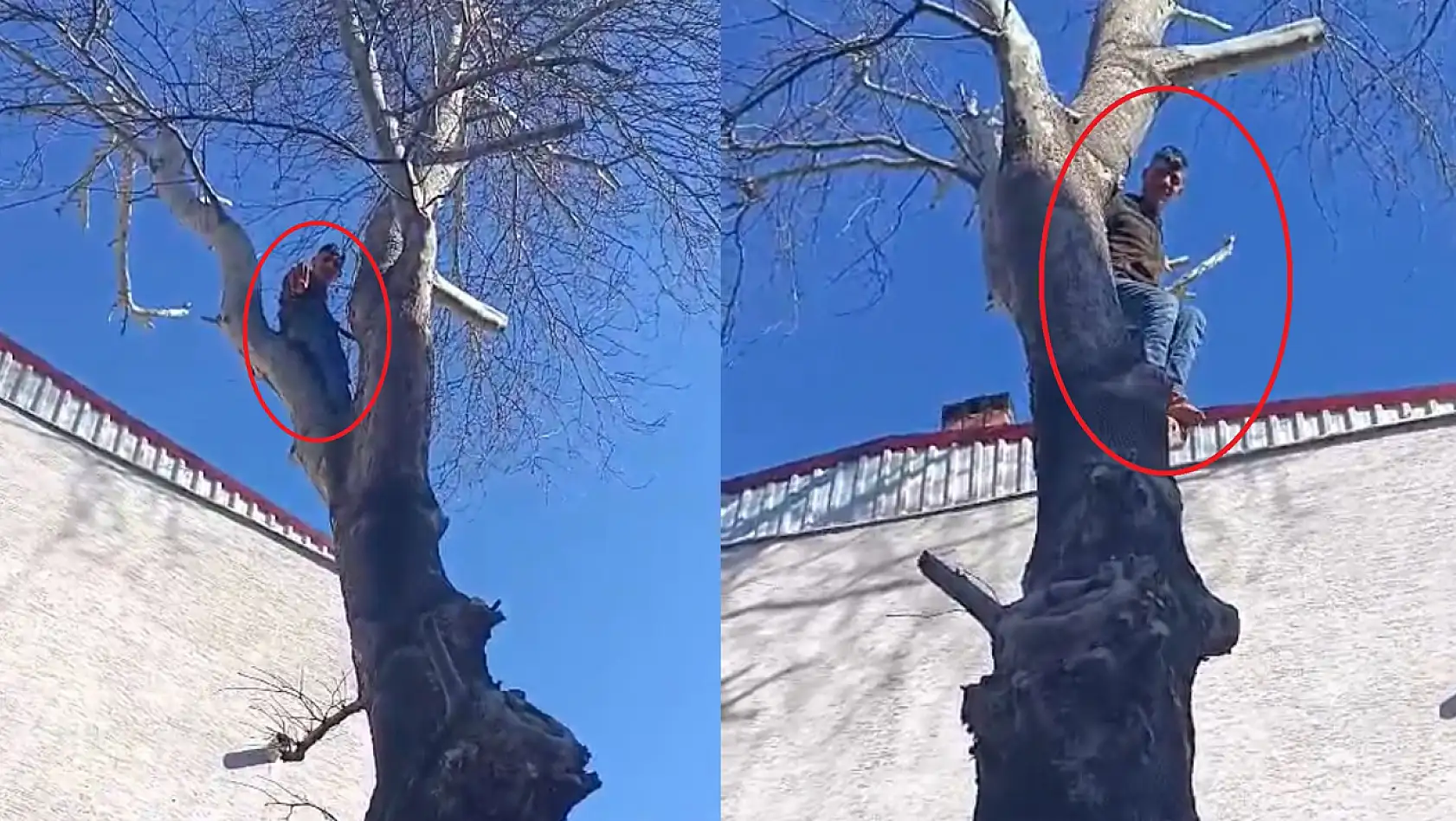 Ağaca Çıkan Maymun Değil Hırsız  Çıktığı Ağaçta Polise El Salladı