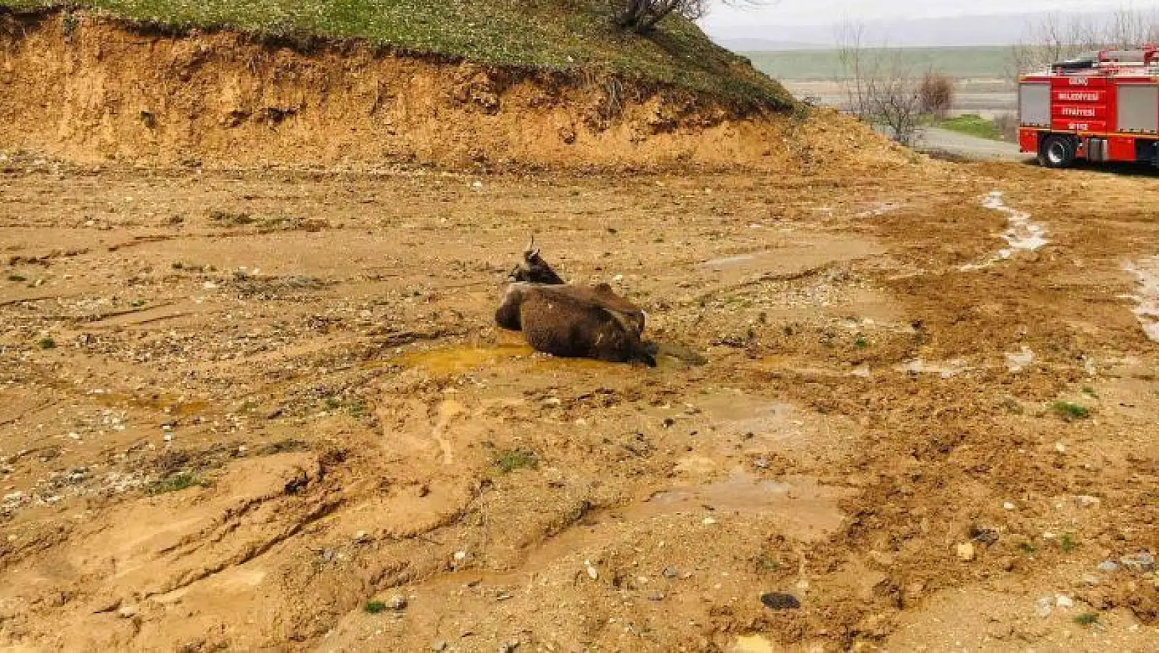 Bingöl'de çamura saplanan inek kurtarıldı