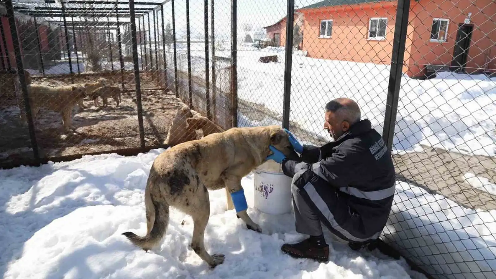 Bingöl'de hasta ve yaralı köpek, tedavi altına alındı