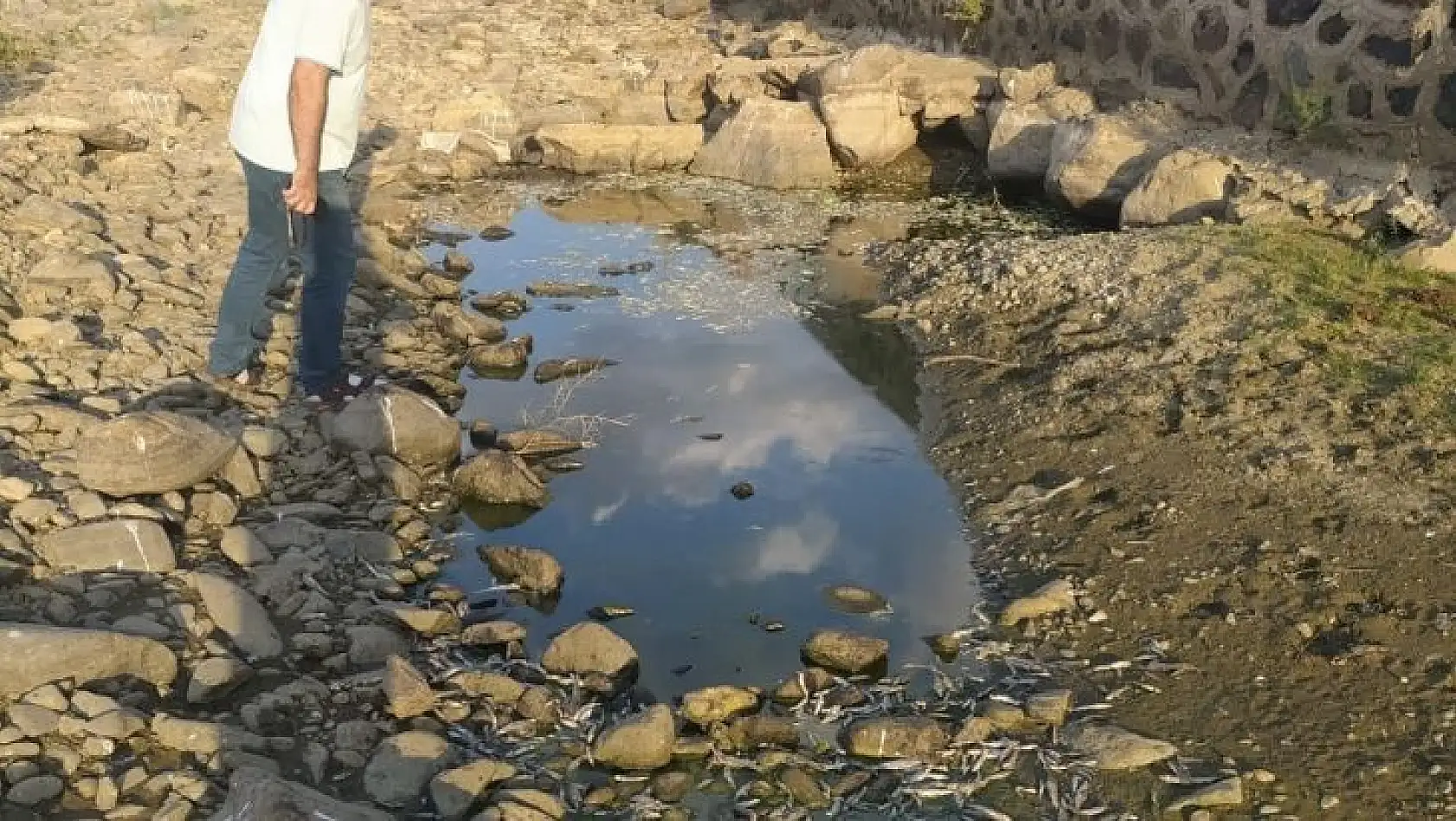 Bingöl'de kuraklık balıkları da vurdu, yüzlercesi telef oldu