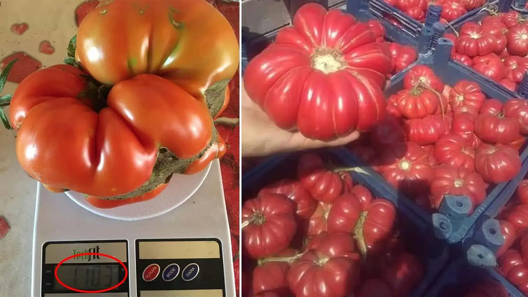 Bu domatesler tam 1 kilo