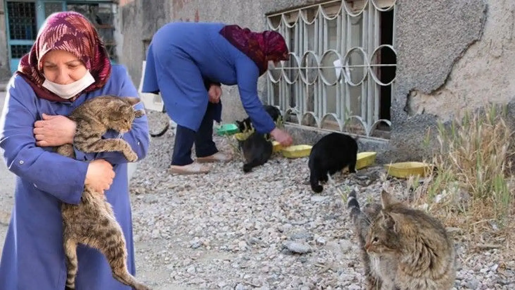 Çocukları vefat eden Fatma teyze, 35 kediye anne şefkatiyle bakıyor