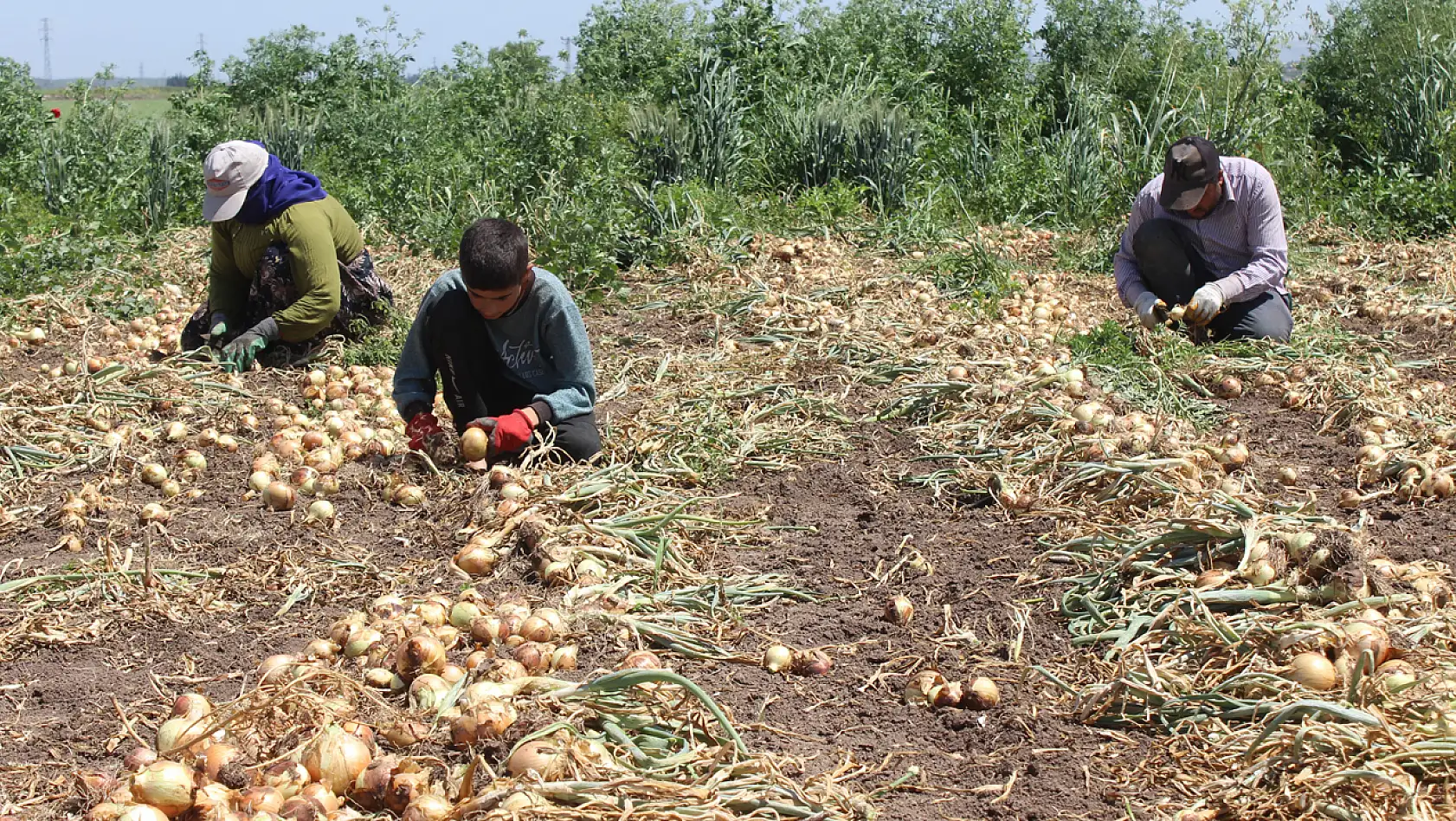 Deprem Bölgesindeki Tarım İşçileri 12 Saat Çalışarak 900 Tl Kazanıyor