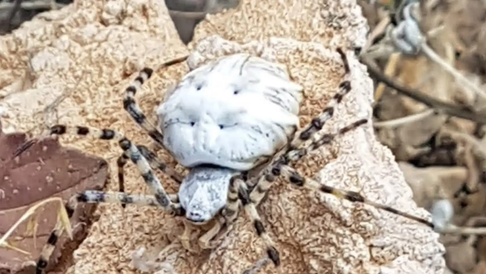 Dünyanın En Zehirli Örümceklerinden Biri Görüntülendi