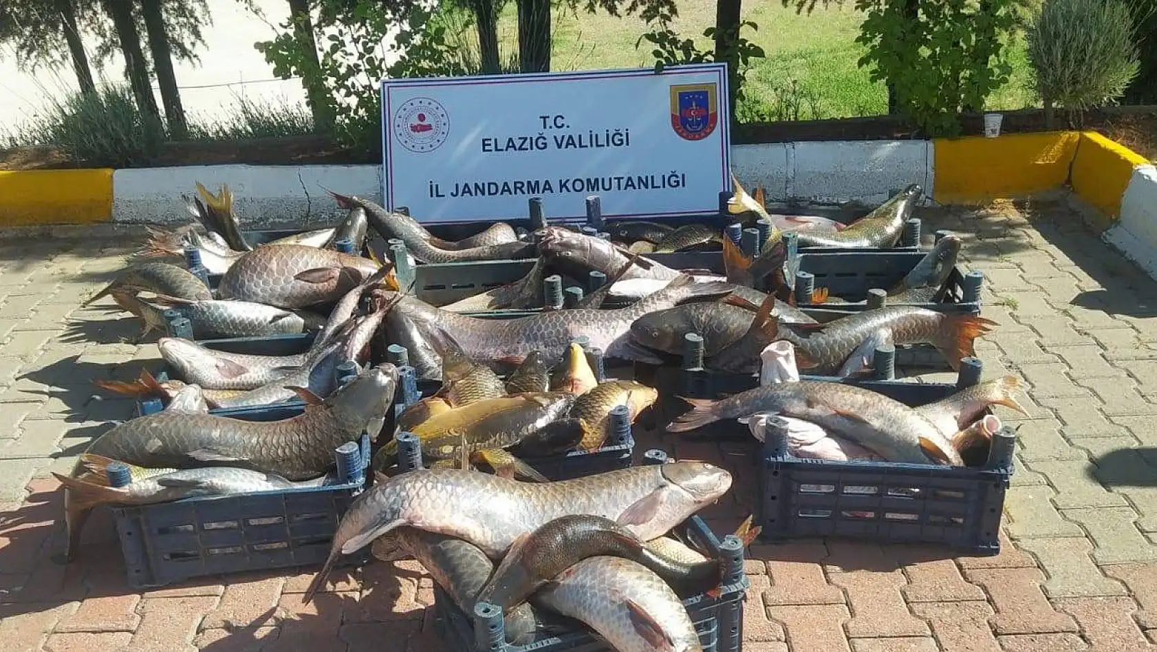 Elazığ'da 6,5 Ton Kaçak Avlanmış Balık Ele Geçirildi