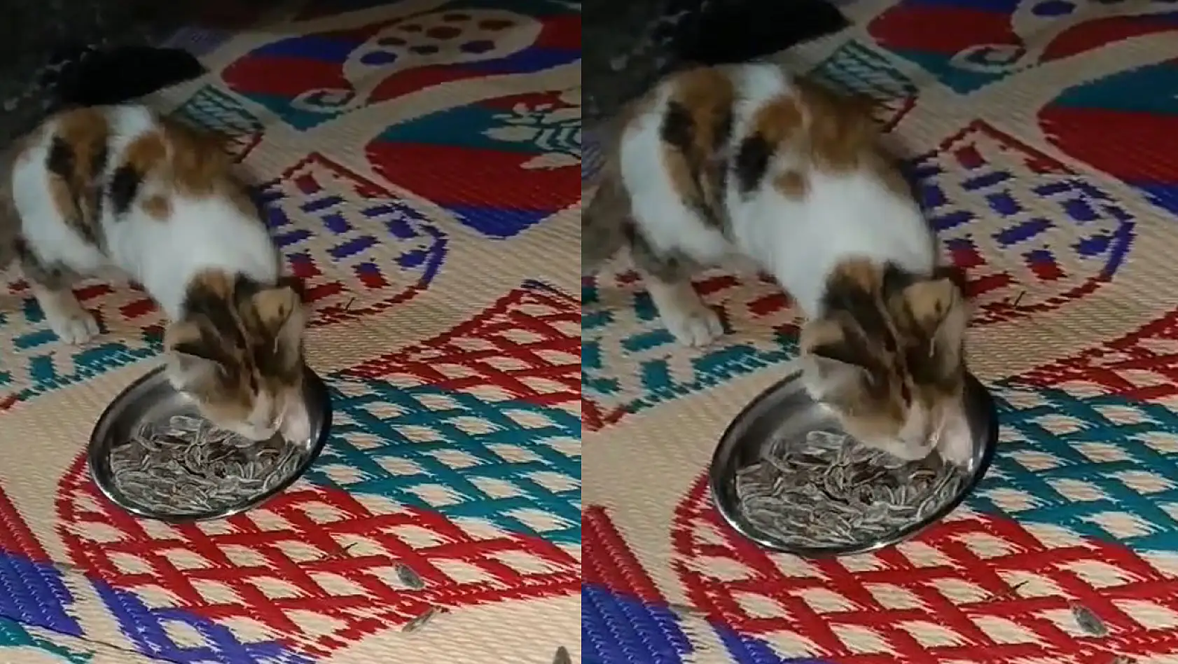 Elazığ'da Çekirdek Yiyen Kedi