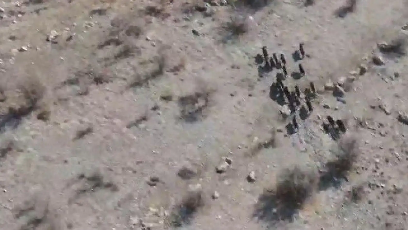 Elazığ'da domuz sürüsü drone ile görüntülendi