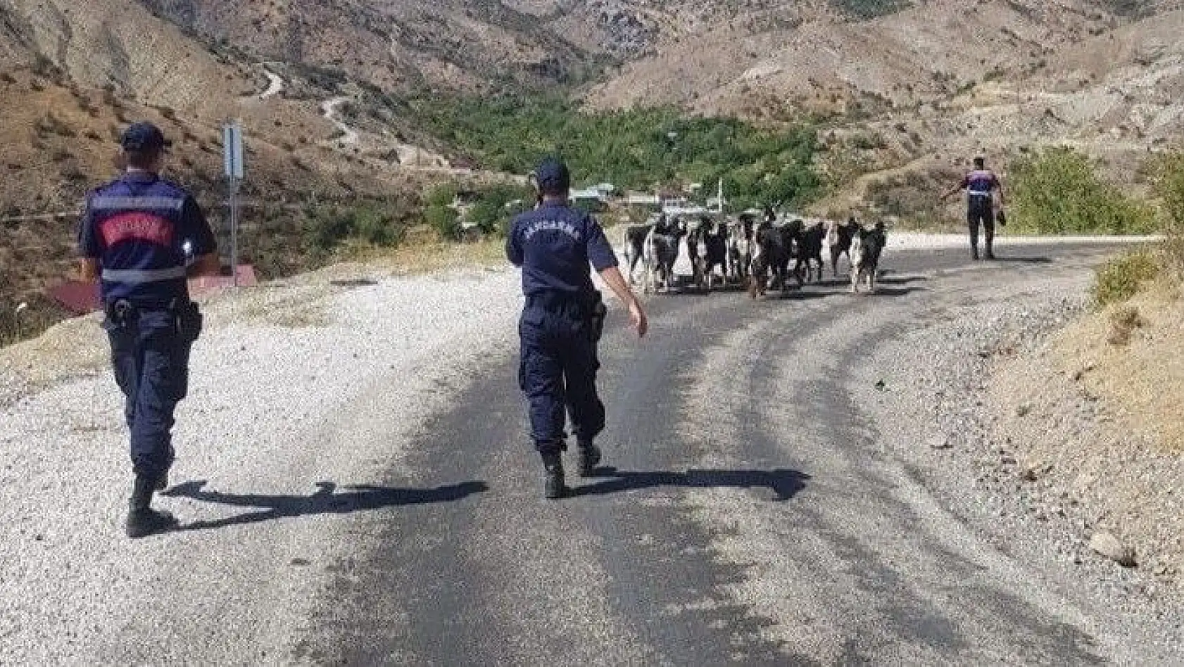 Elazığ'da kaybolan keçiler jandarmanın drone desteği ile bulundu