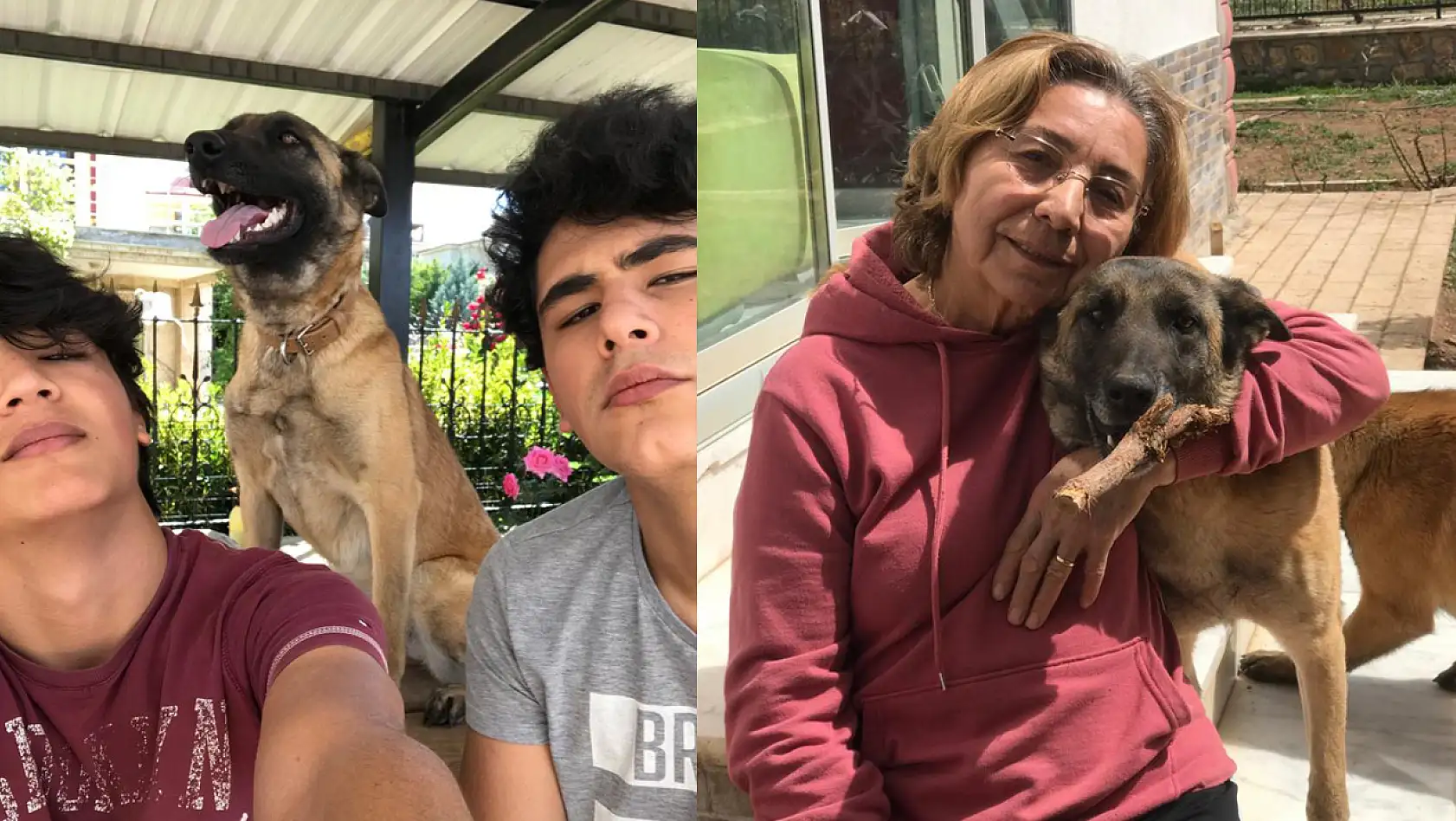 Elazığ'da Kayıp Köpeği 'Lila' İçin 10 Bin Lira Para Ödülü Koydu
