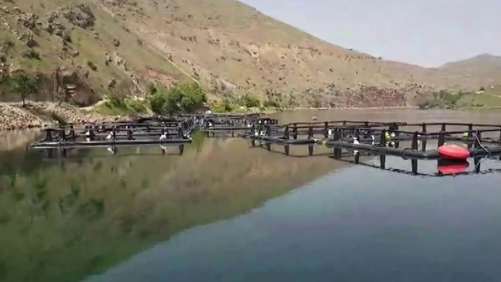 Elazığ'da Ölü Balık Tedirginliği