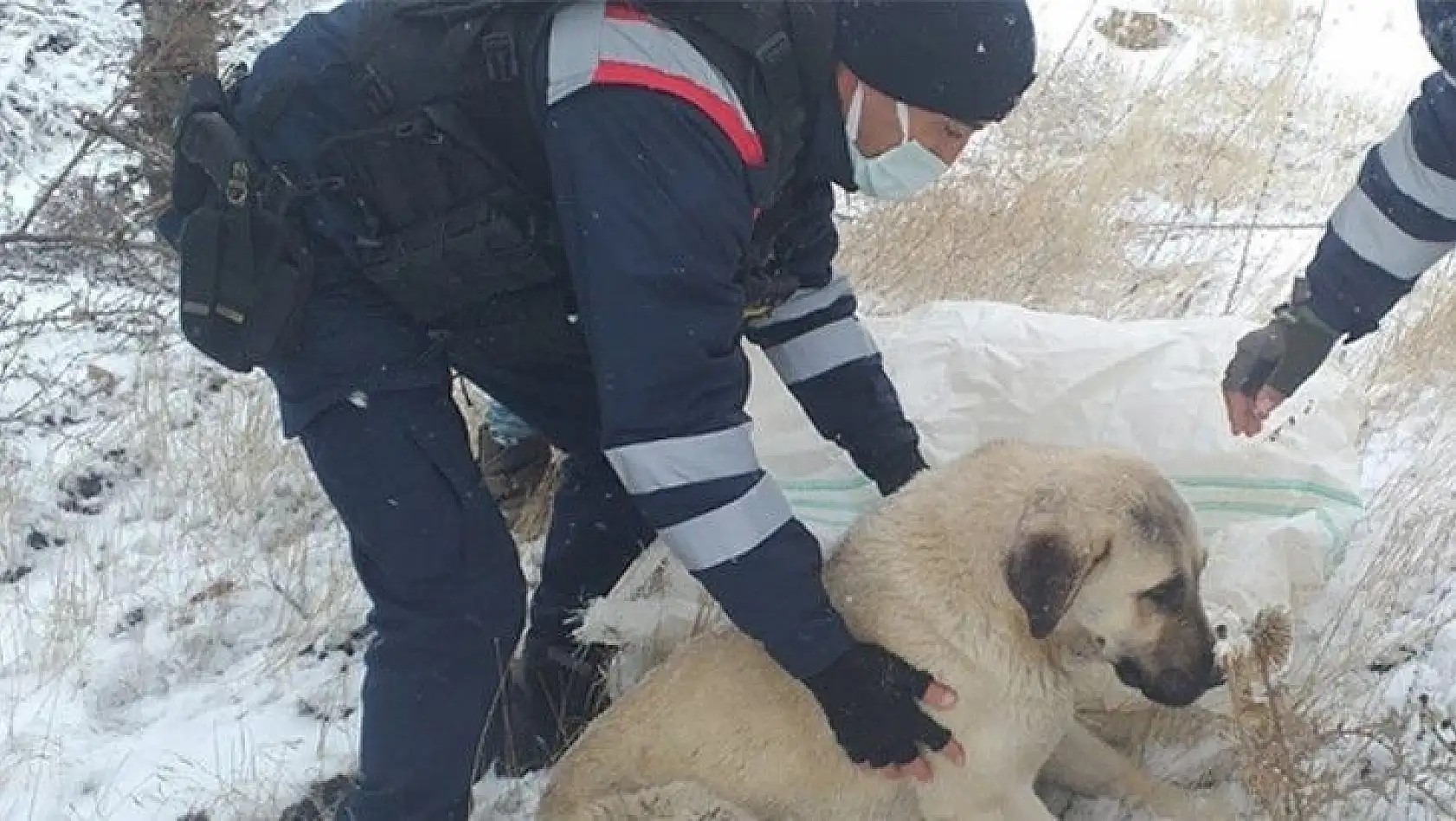 Elazığ'da yaralı köpeğe jandarmadan şefkat eli