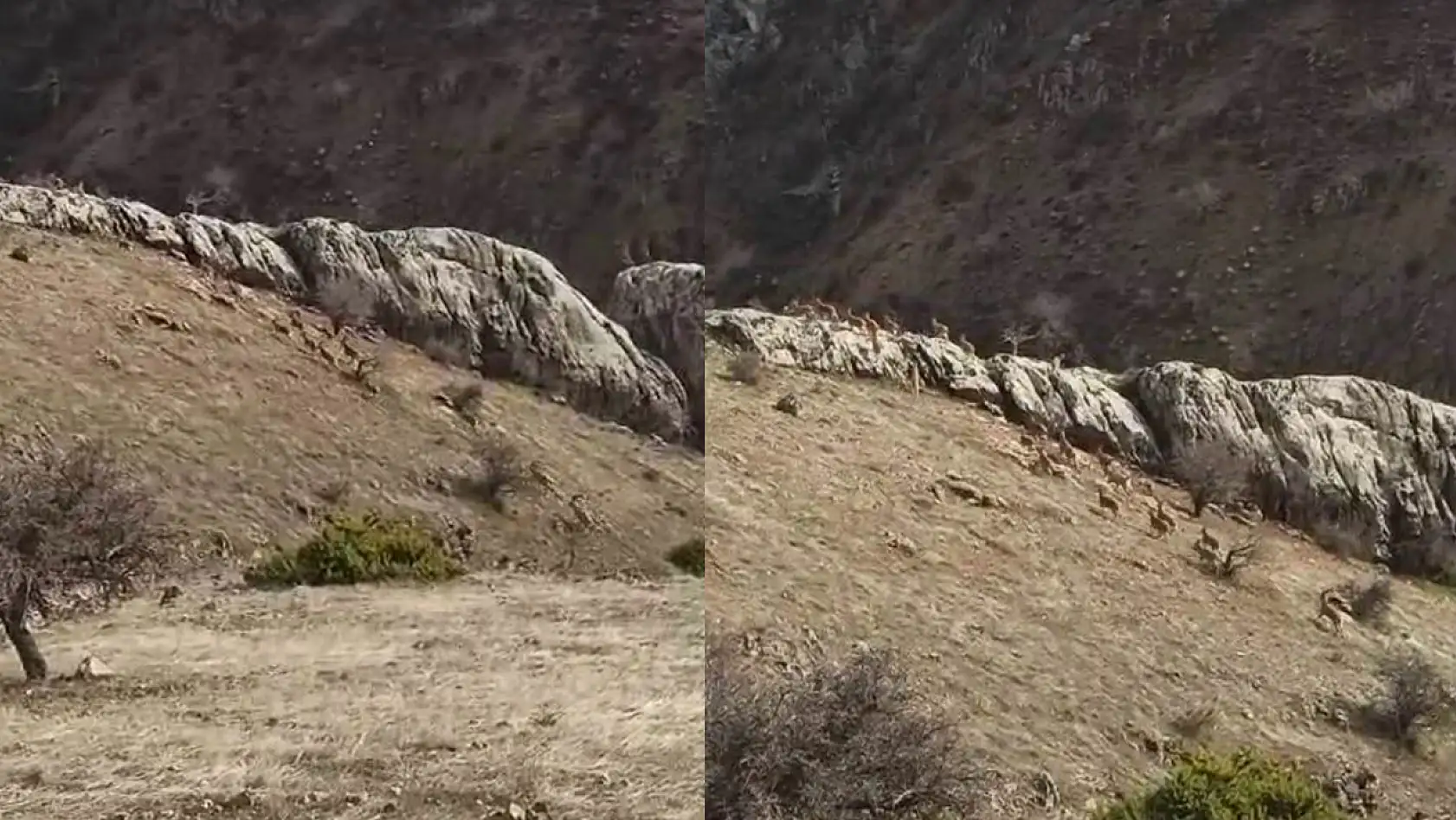 Koruma Altında Bulunan Dağ Keçileri Sürü Halinde Görüntülendi