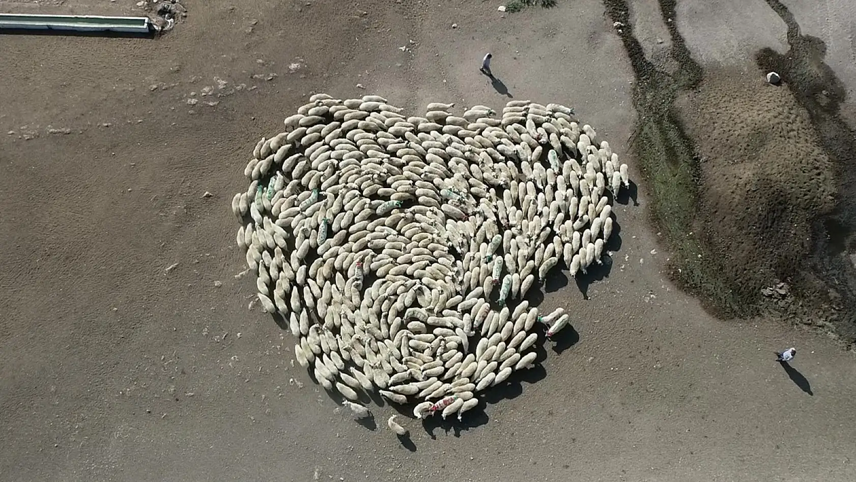 Koyun Sürüsü Durmadan Döndü Çin'deki Görüntüler Akıllara Geldi
