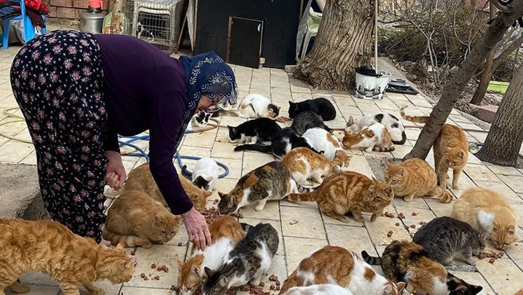 Nuriye Teyze, 70 Kediye Annelik Yapıyor