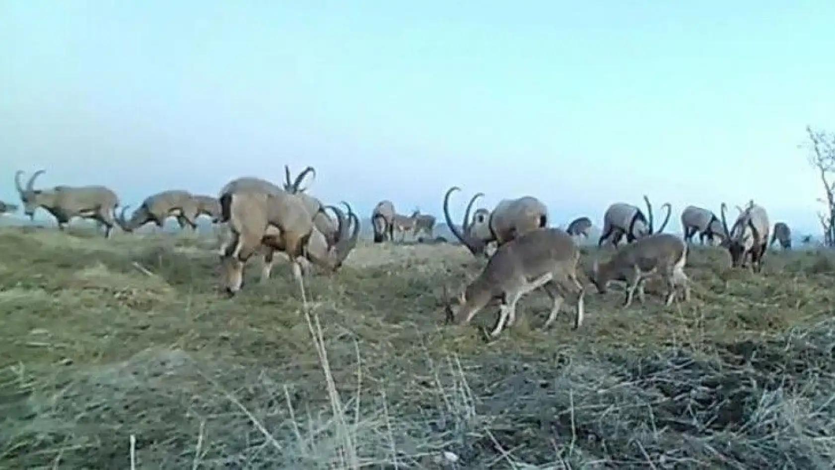 Popülasyonu artan dağ keçileri foto kapanla görüntülendi