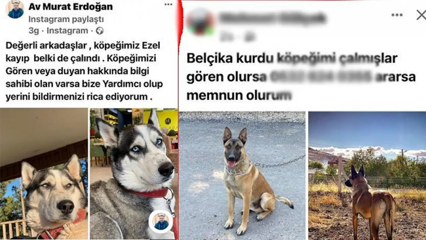 Sosyal medya 'kayıp köpek' ilanı ile doldu...