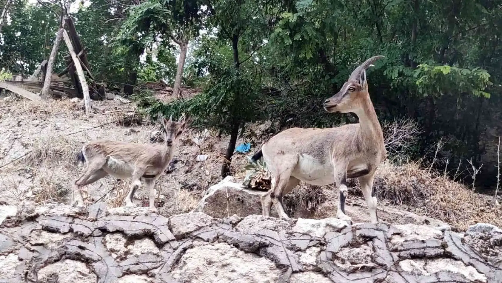 Tunceli'de dağ keçileri, evlerin yakınlarında insanlardan korkmadan geziyor