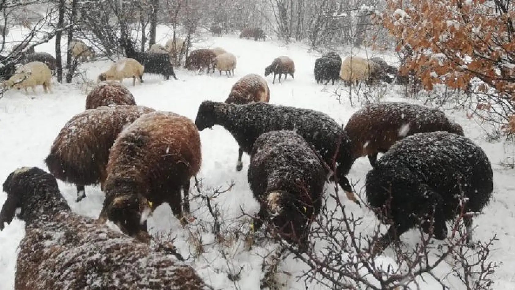 Çoban kar altında türkü söyledi, koyunlar pürdikkat dinledi