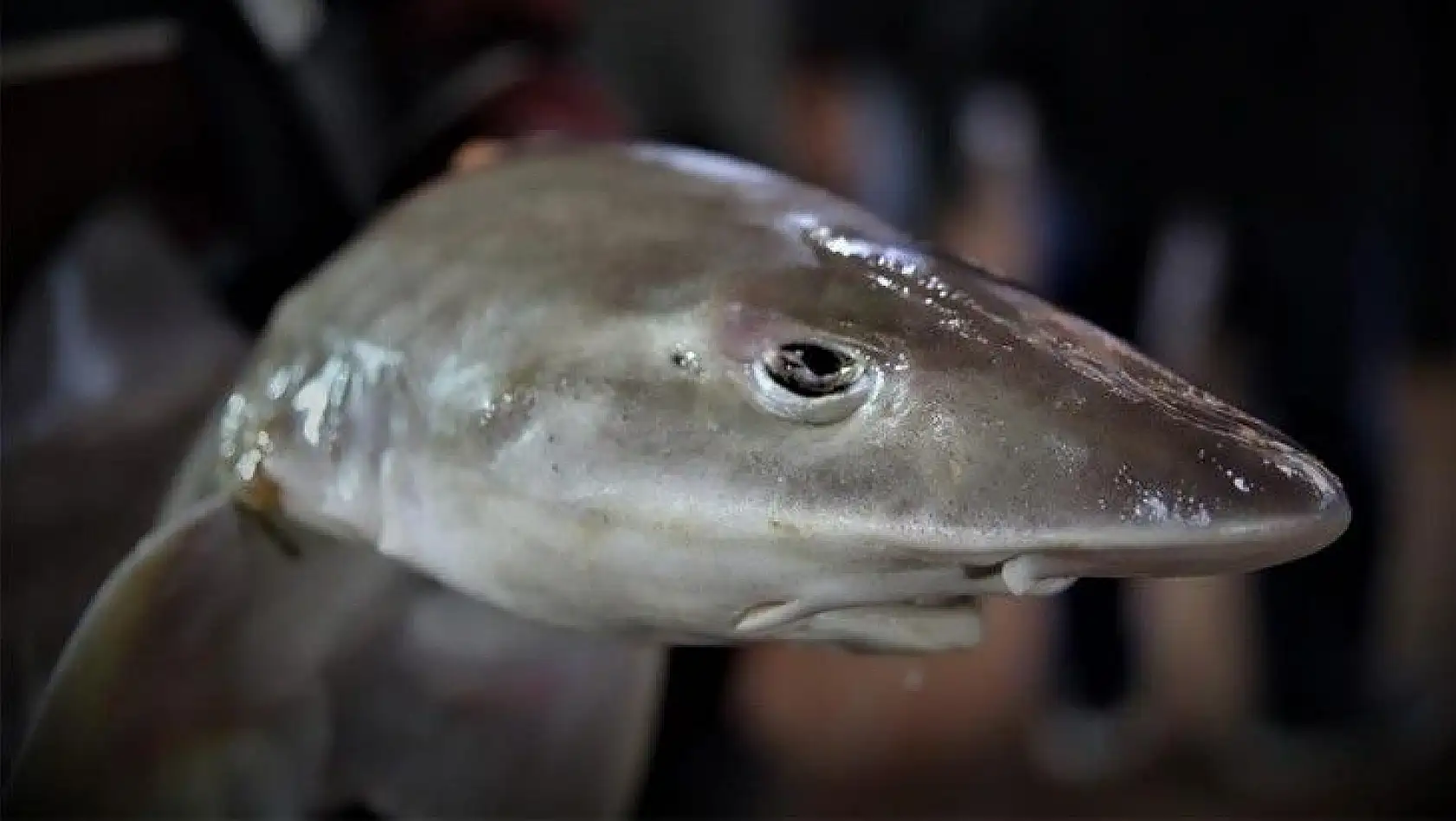 Elazığ'da balıkçının 'Norveç'ten' getirttiği köpek balığı dikkat çekti