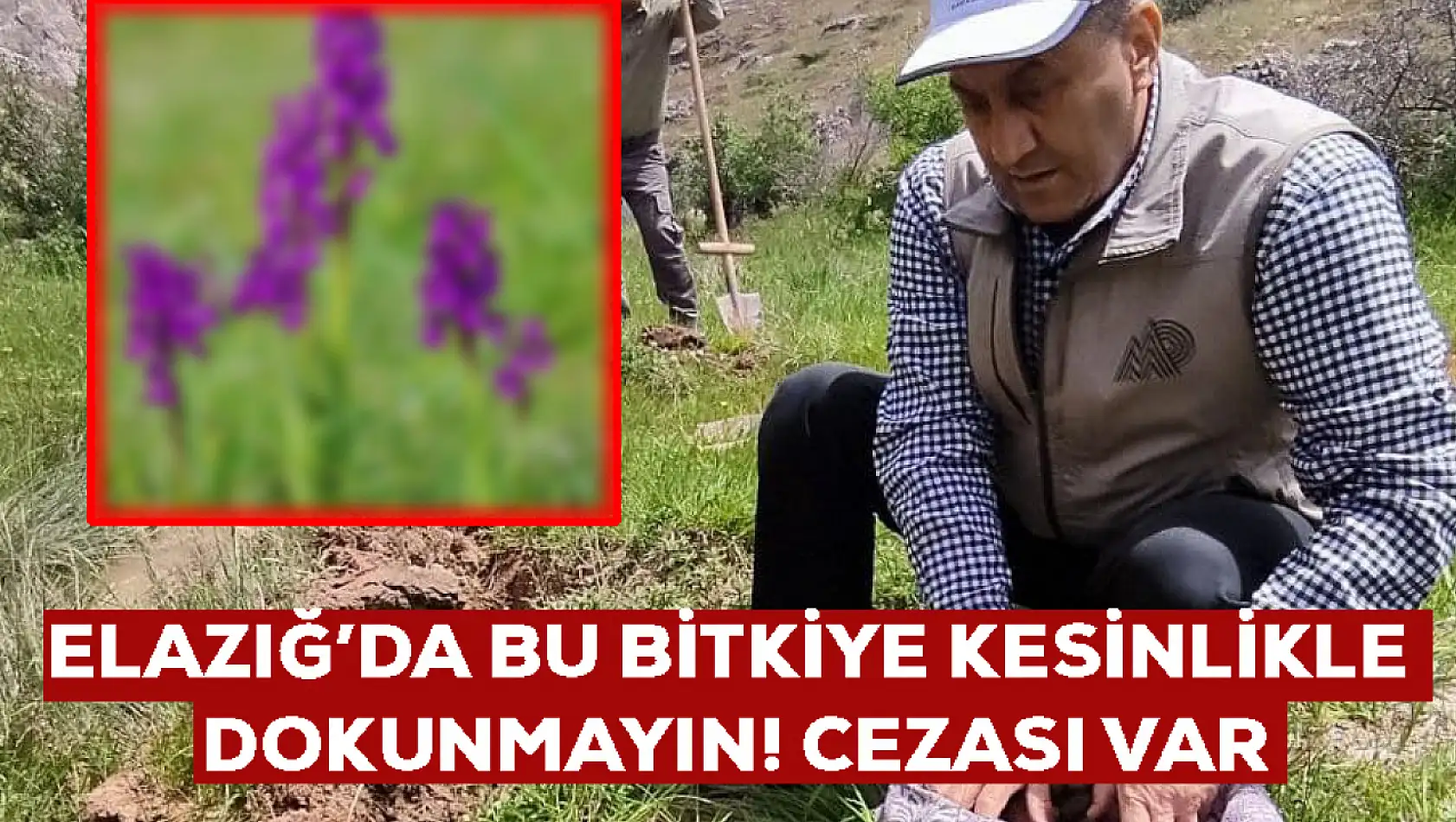 Bu bitki Elazığ'da yetişiyor: Koparılması yasak! 26 kişiye toplamda 2 milyon 964 bin TL ceza kesildi
