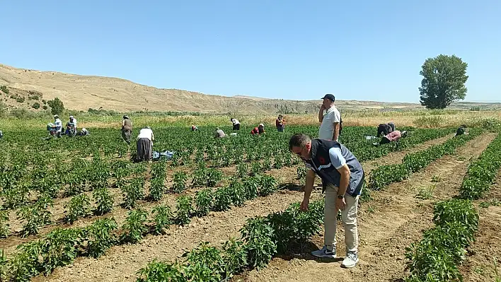 Elazığ'da 40 Dekarlık Alanda Sebze Hasadı