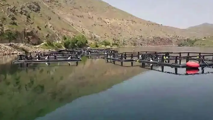 Elazığ'da Ölü Balık Tedirginliği