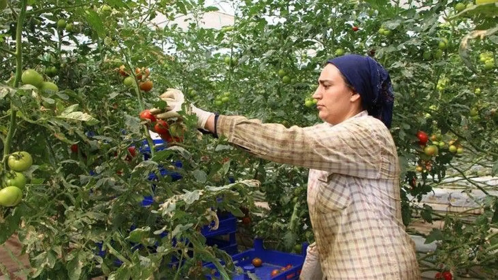 Topraksız tarım hem kadınlara iş kapısı oldu, hem de yılın 10 ayında üretim yapılmaya başlandı