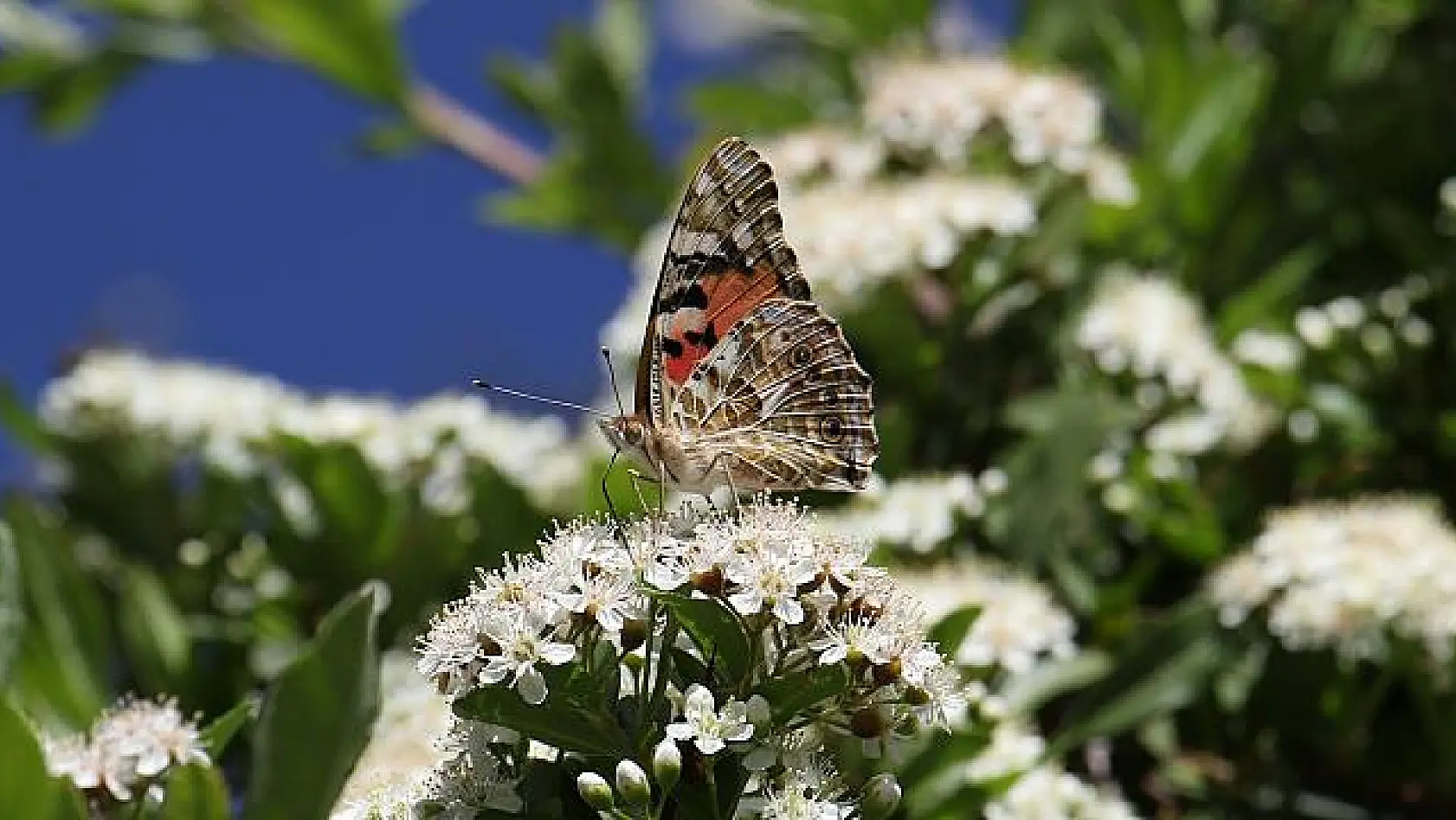 Elazığ'da Diken Kelebeği'nin göçü