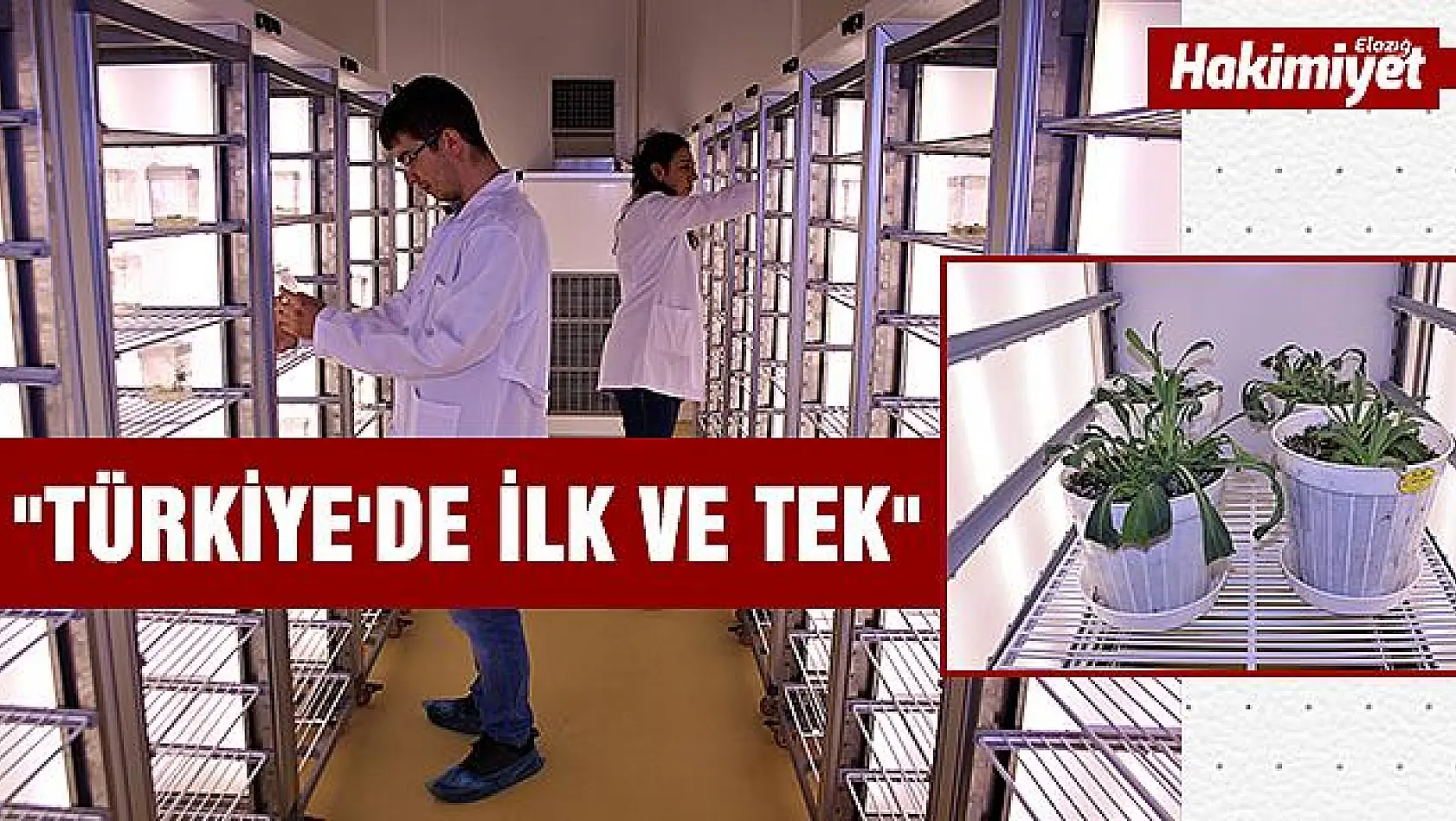 Türkiye'de İlk ve Tek Olan Laboratuvarda Endemik Bitki Üretiliyor