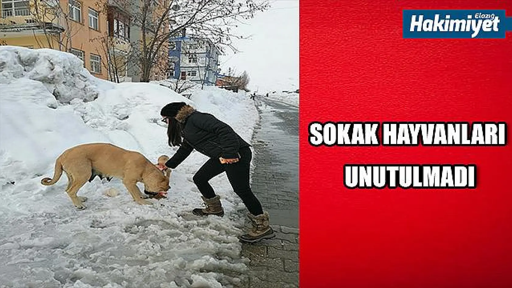 Karla kaplı Ovacık'ta sokak hayvanları unutulmuyor