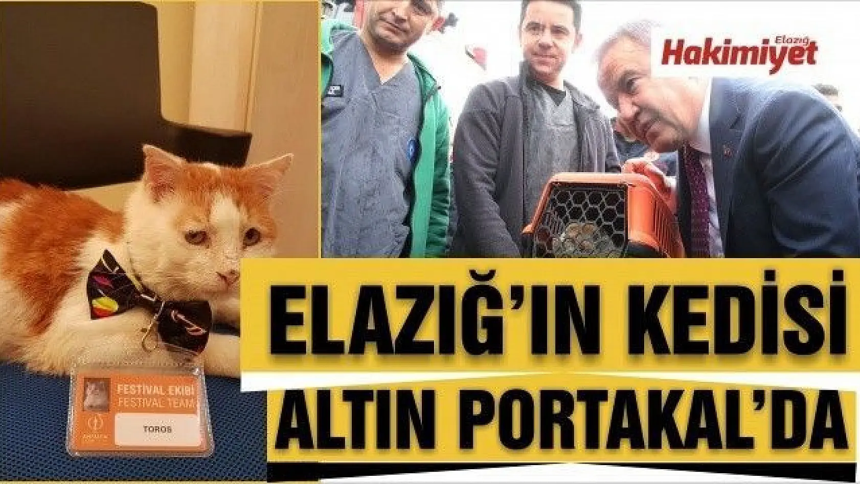 Elazığ'ın Kedisi Altın Portakal'a akredite oldu