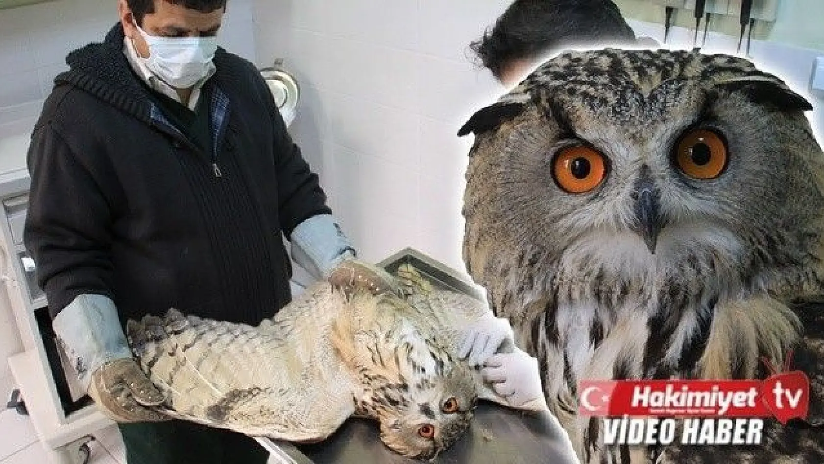 Elazığ'da vatandaşların bulduğu 'Kulaklı Orman Baykuşu' tedavi altına alındı