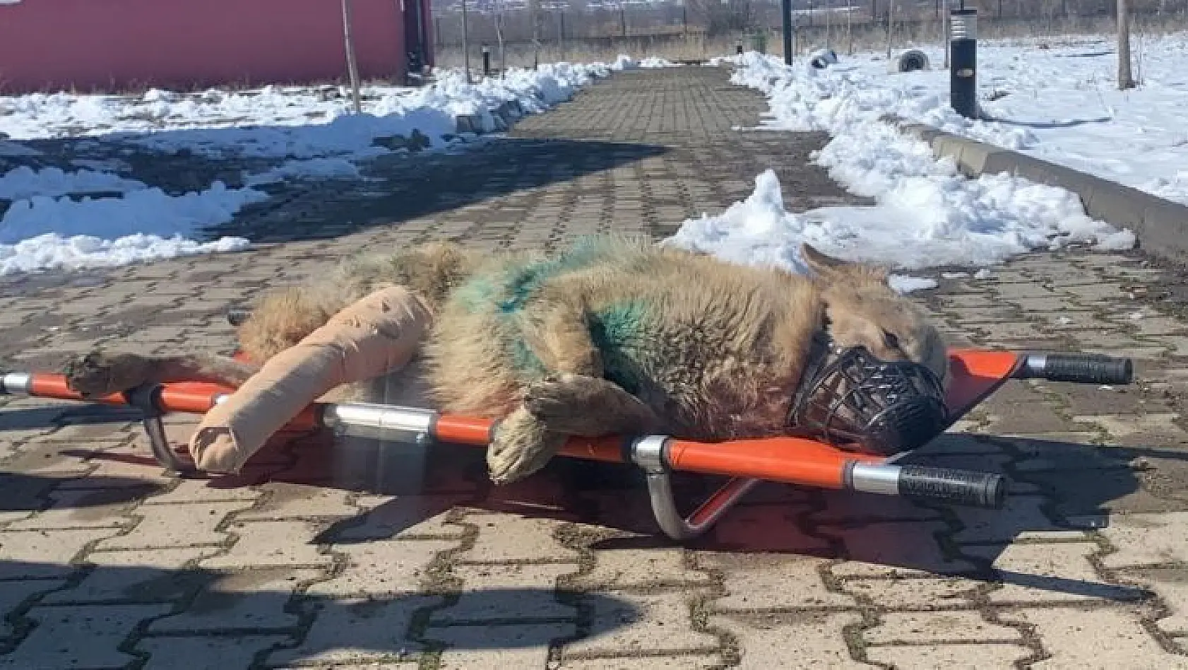 Bingöl'de aracın çarptığı  kurt, tedavi altına alındı