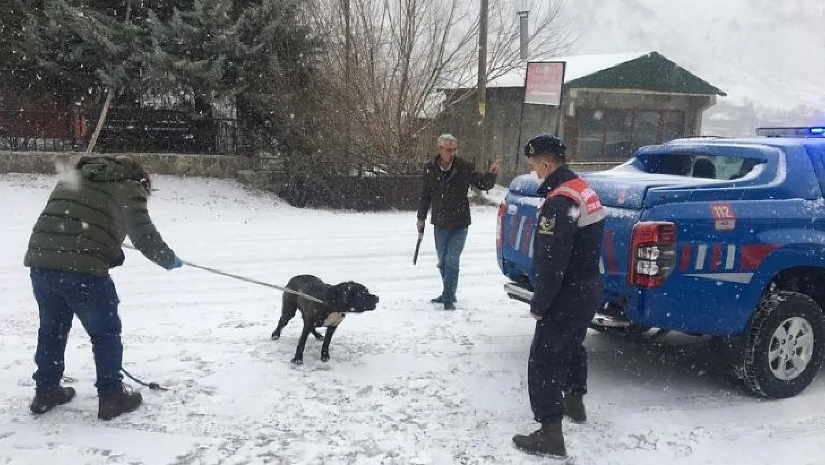 Bingöl'de başıboş gezen Pitbull cinsi köpek, yakalanarak barınağa götürüldü