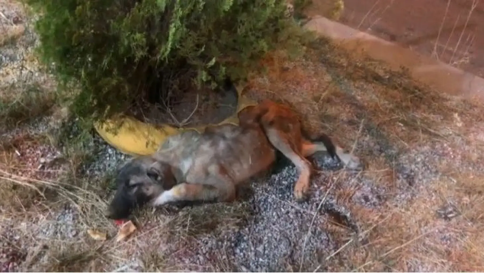 Bingöl'de bitkin halde bulunan köpek tedavi altına alındı
