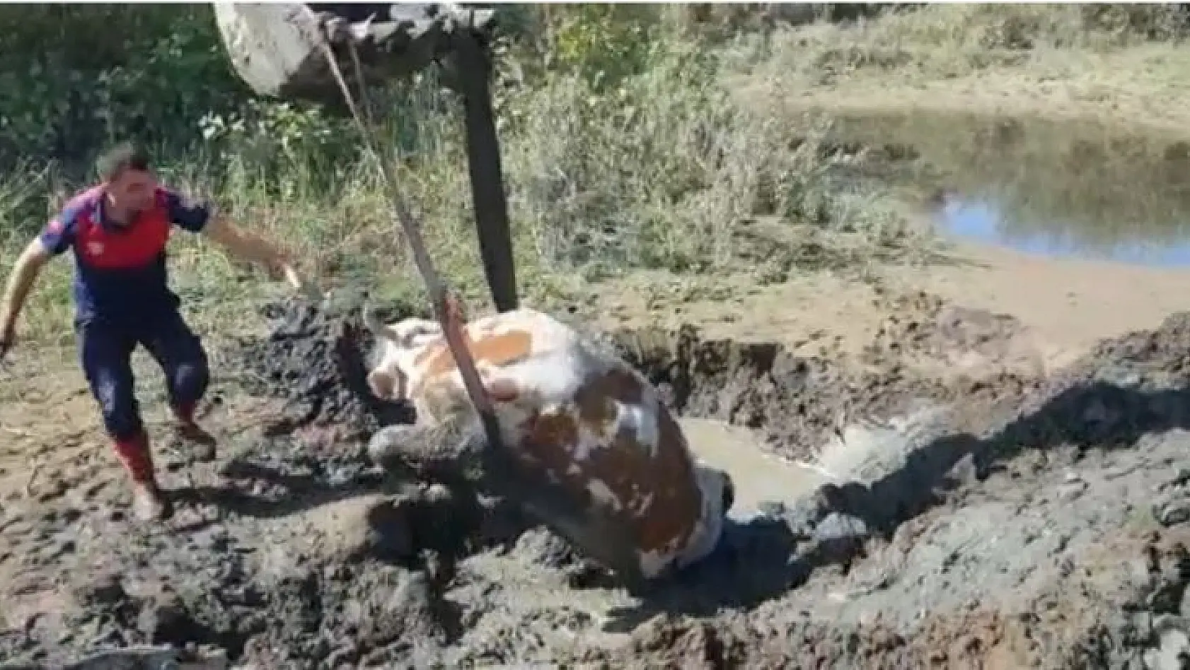 Bingöl'de çamurda mahsur kalan ineği itfaiye ekipleri kurtardı