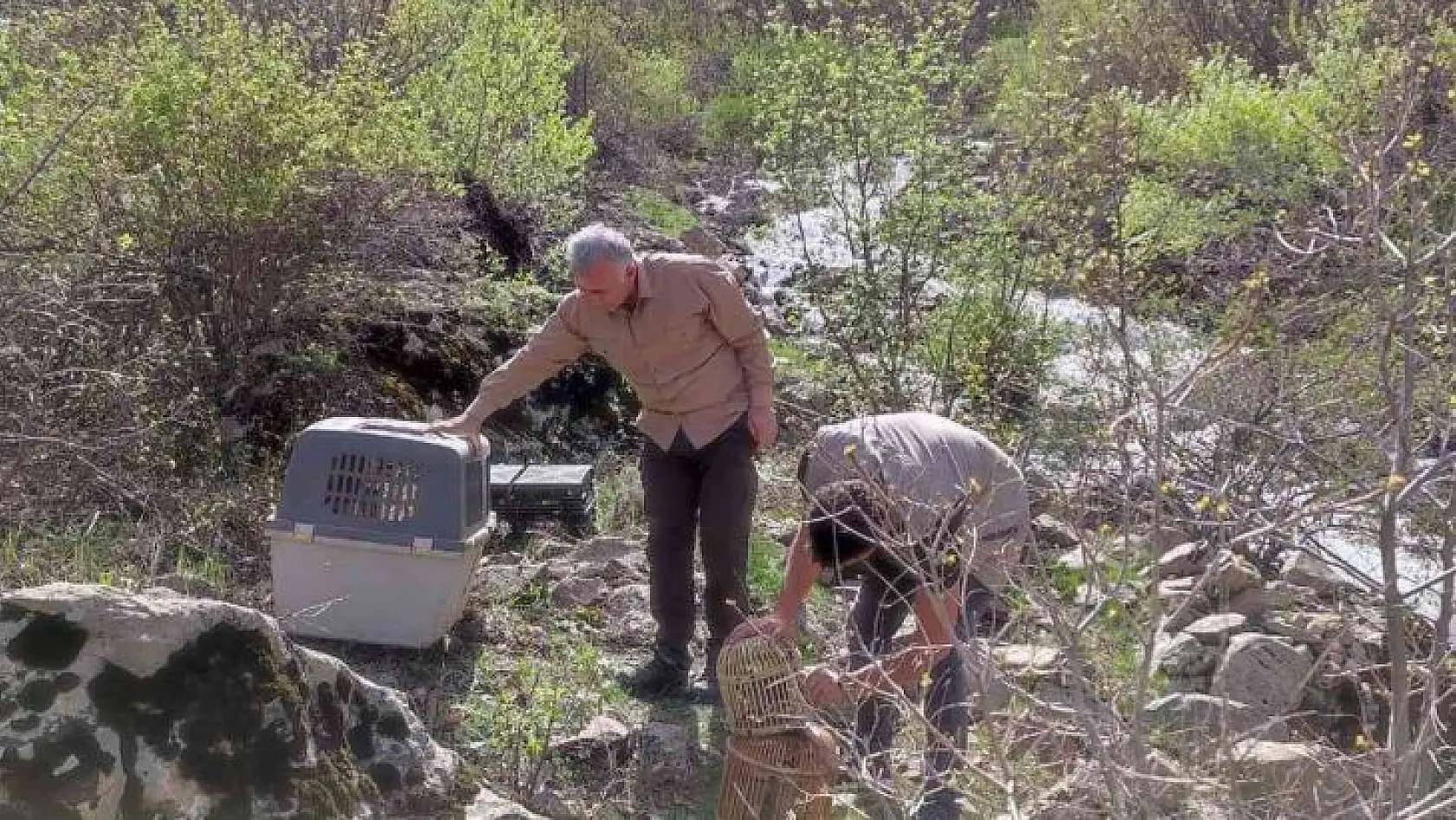 Bingöl'de ele geçiren 25 kınalı keklik doğaya salındı