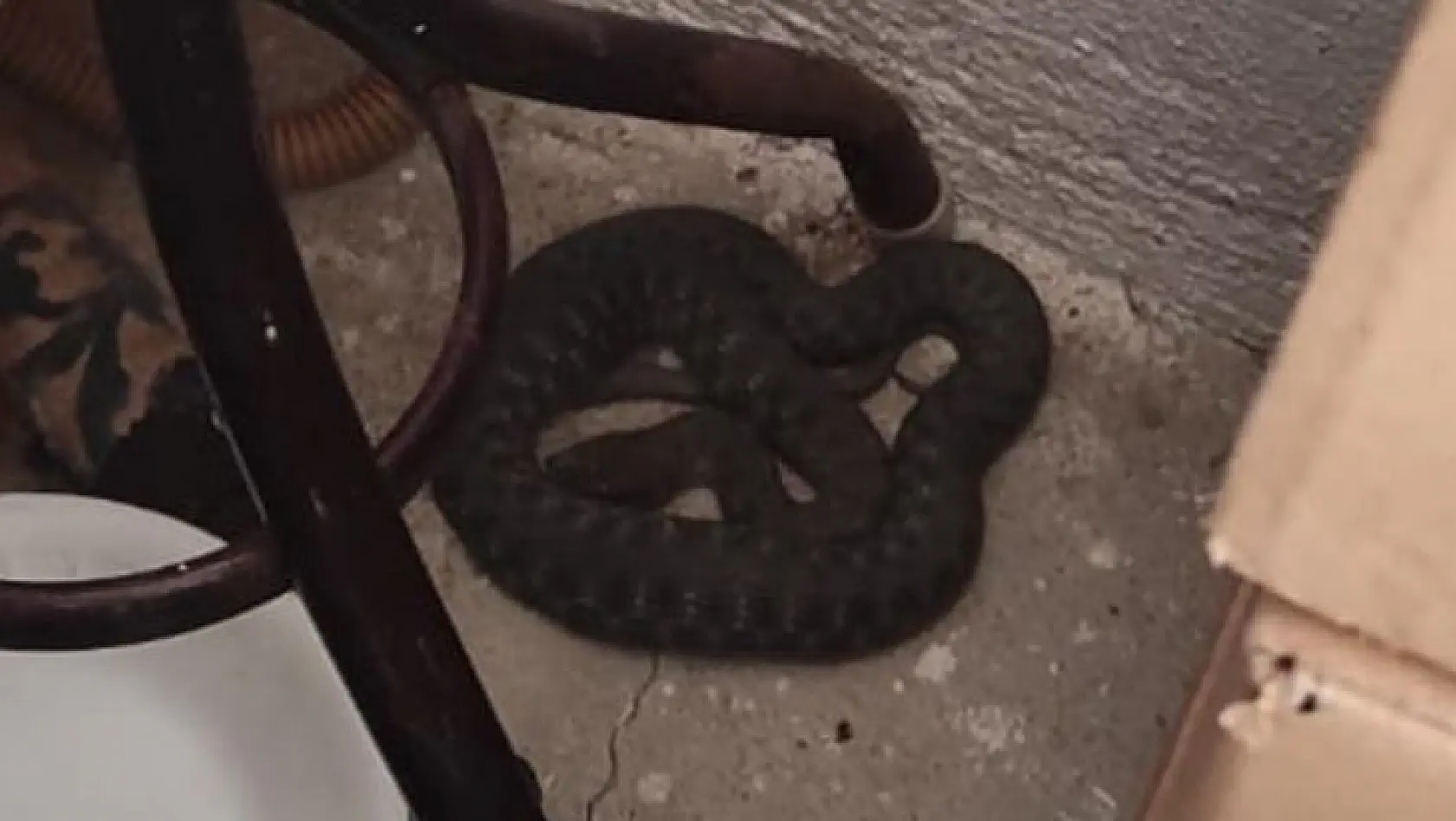 Bingöl'de iş yerine giren yılan paniğe neden oldu