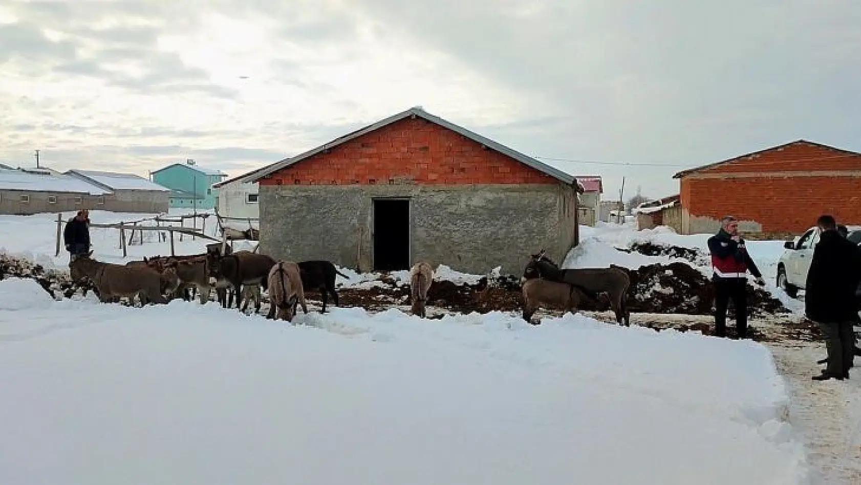 Bingöl'de kışın başıboş bırakılan eşekler kiralanan hana yerleştirildi