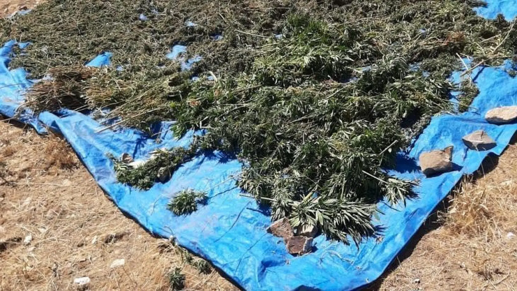 Bingöl'de kurutulmaya bırakılmış vaziyette 78 kilo kubar esrar ele geçirildi