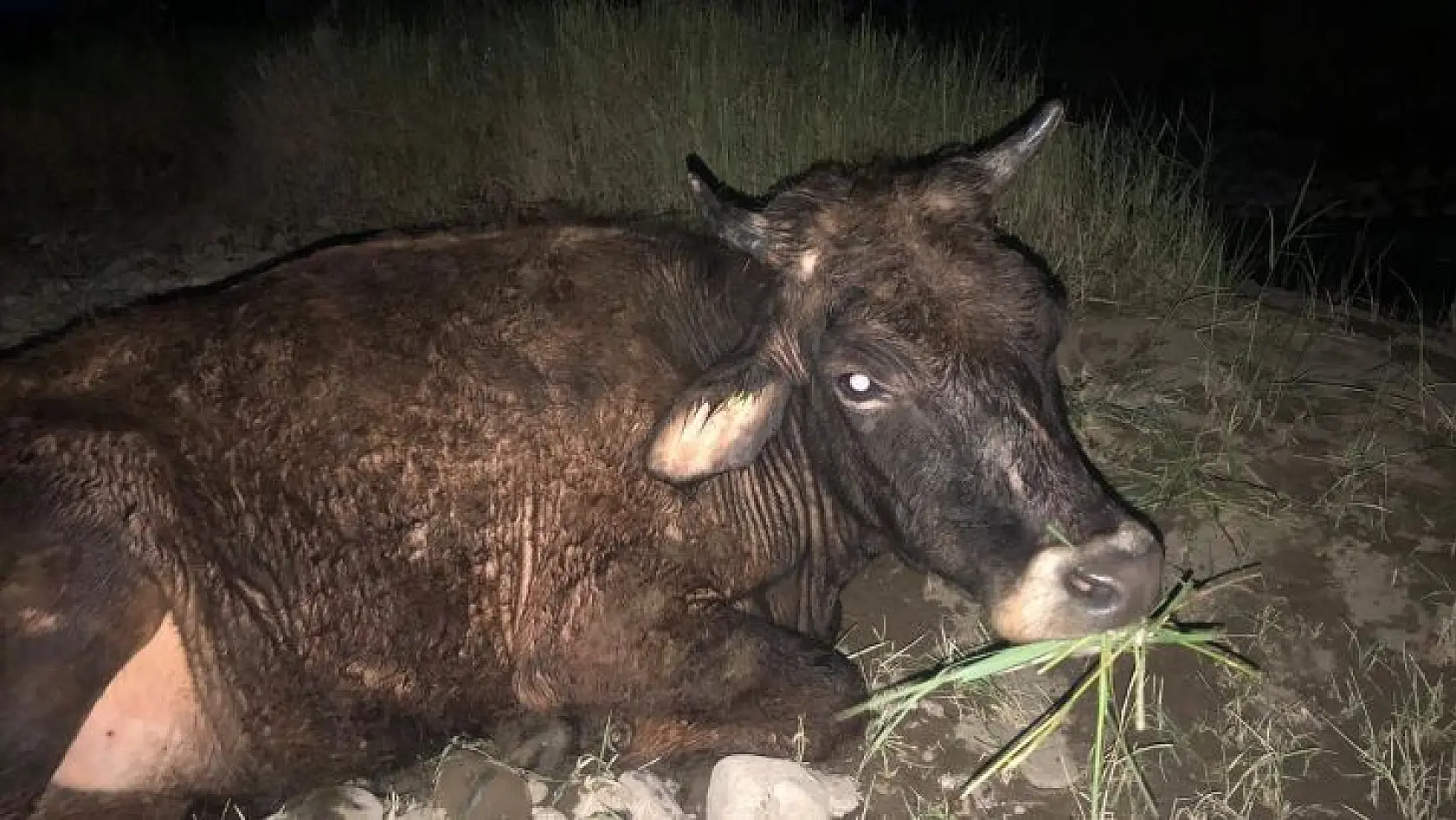 Bingöl'de nehir yatağında çamura saplanan inek kurtarıldı