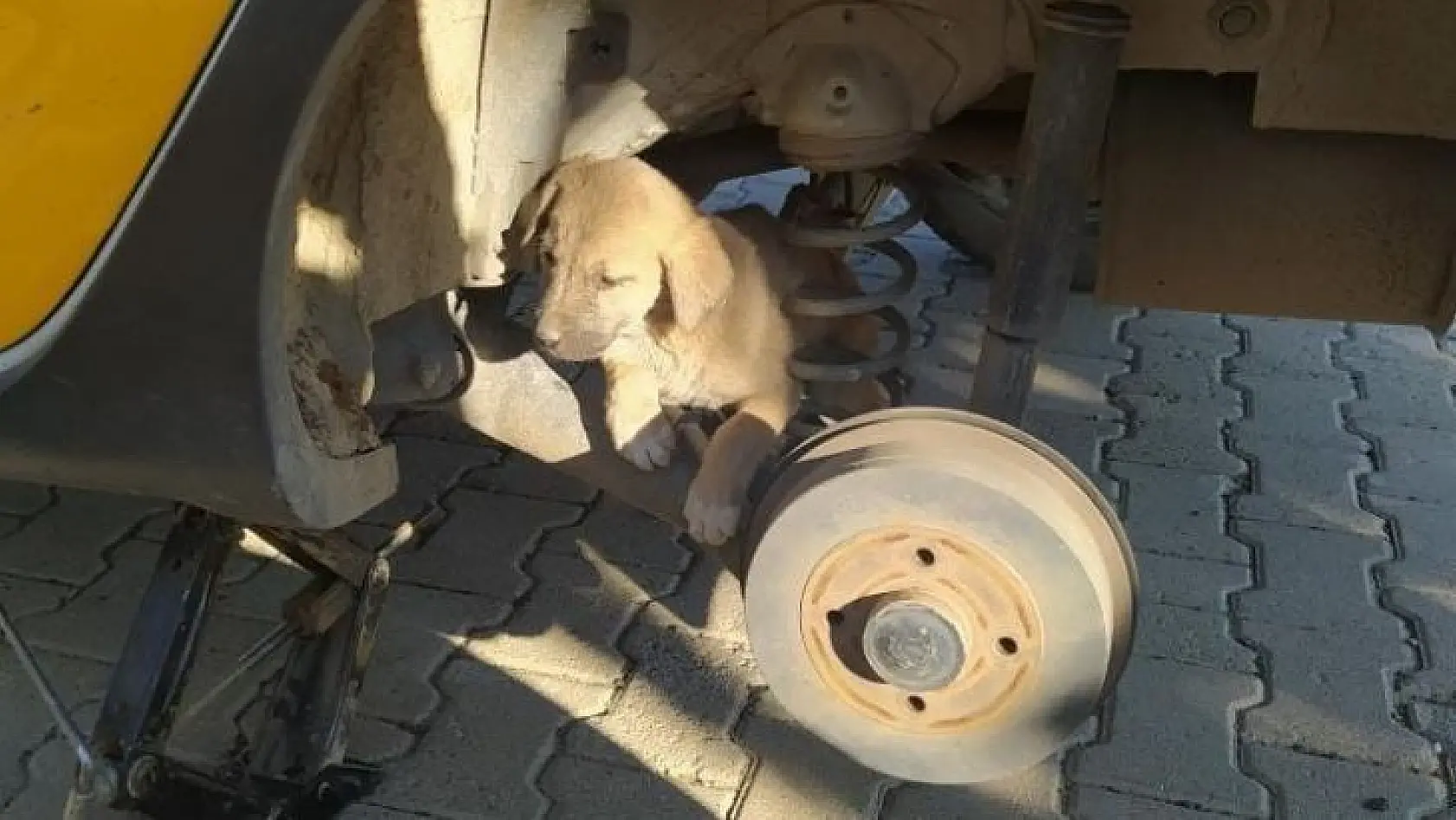 Bingöl'de otomobilin tekerine sıkışan yavru köpek kurtarıldı
