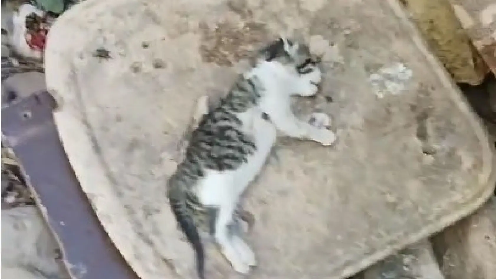 Bingöl'de yavru kediler telef edildi