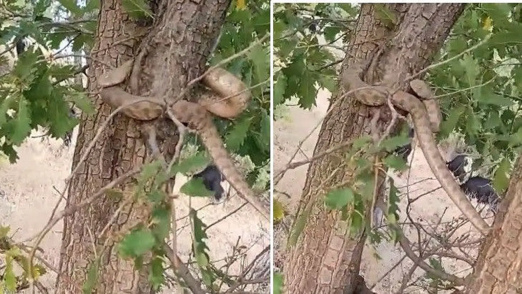 Elazığ'da 2 metrelik yılan paniği