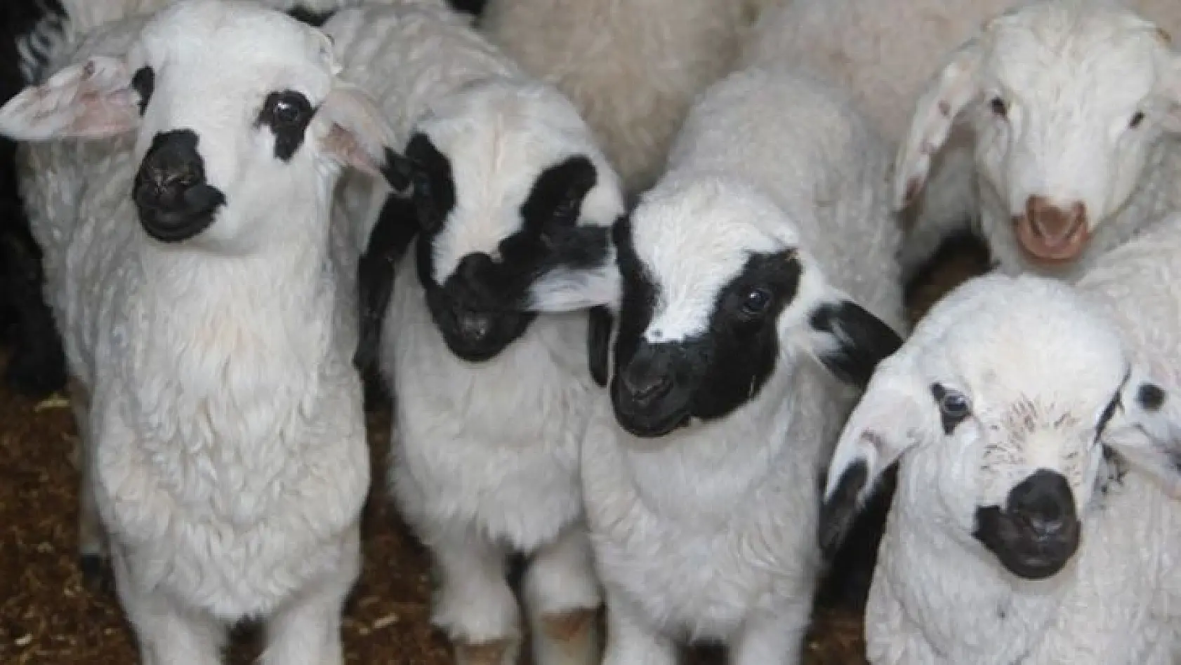 Elazığ'da bahçe çitini kıran kurbanlık koyunlar firar etti