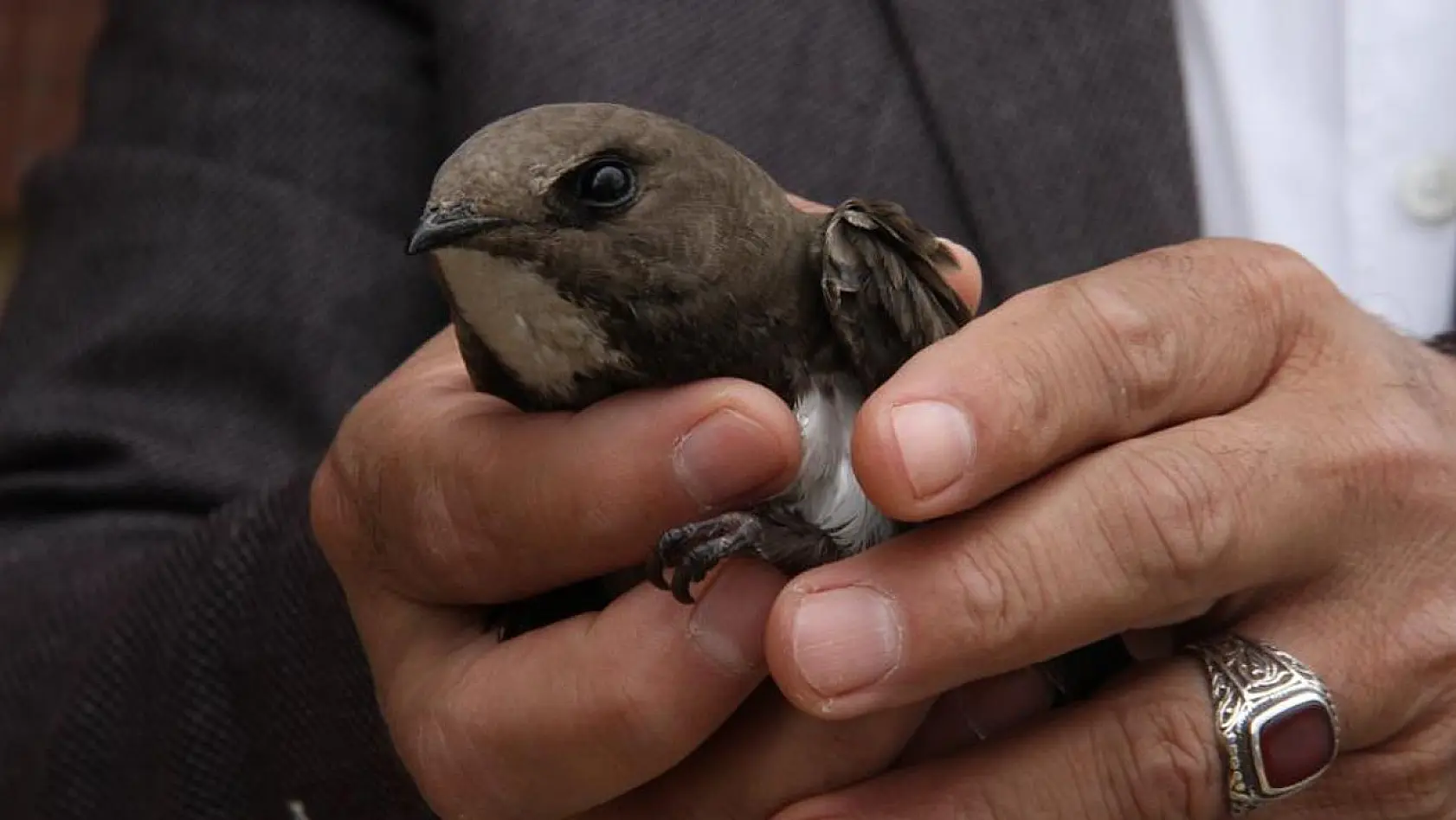 Elazığ'da Bulunan Ebabil Kuşu, Koruma Altına Alındı