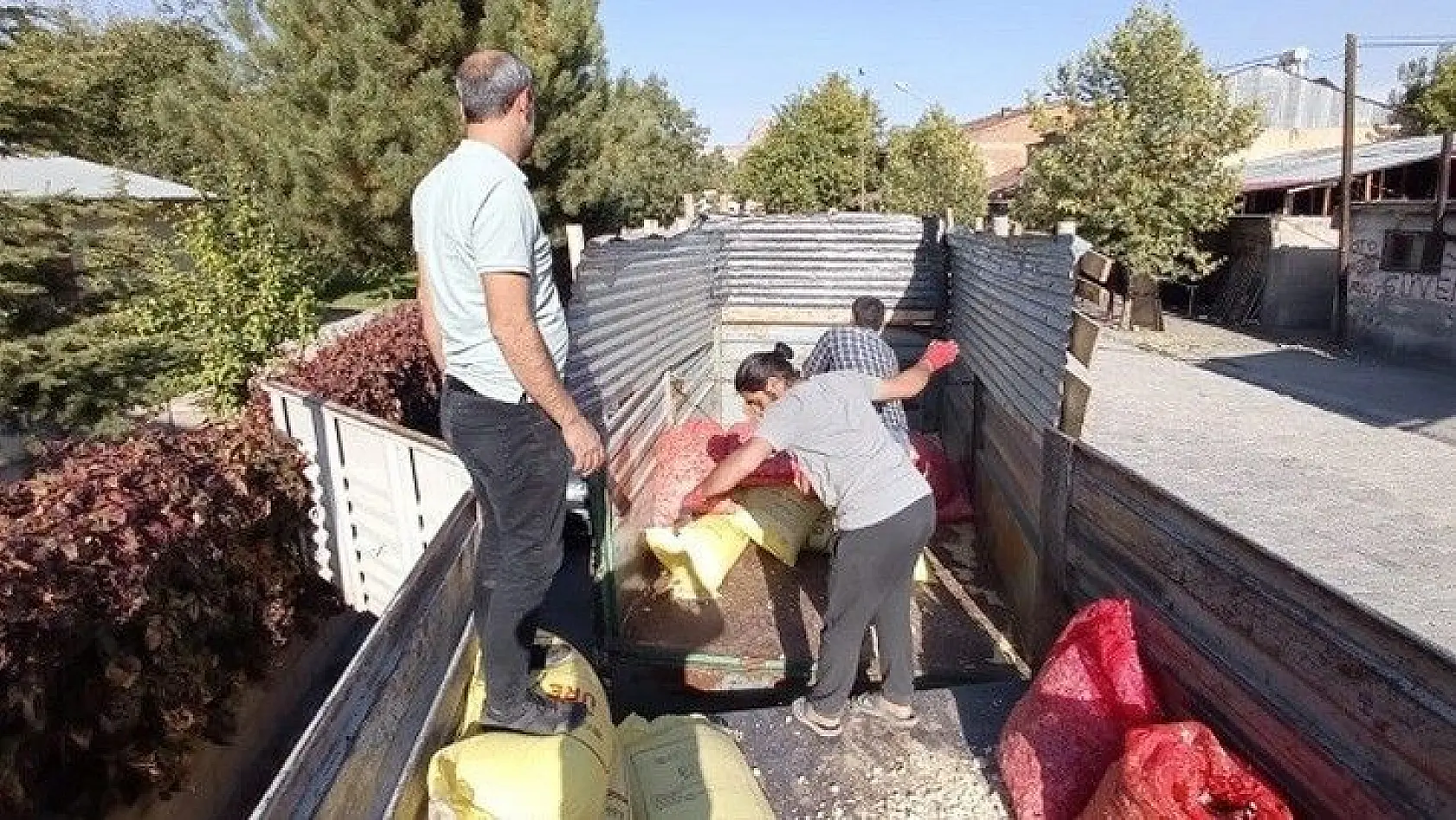 Elazığ'da çiftçilere yüzde 75 hibeli sarımsak tohumu dağıtıldı