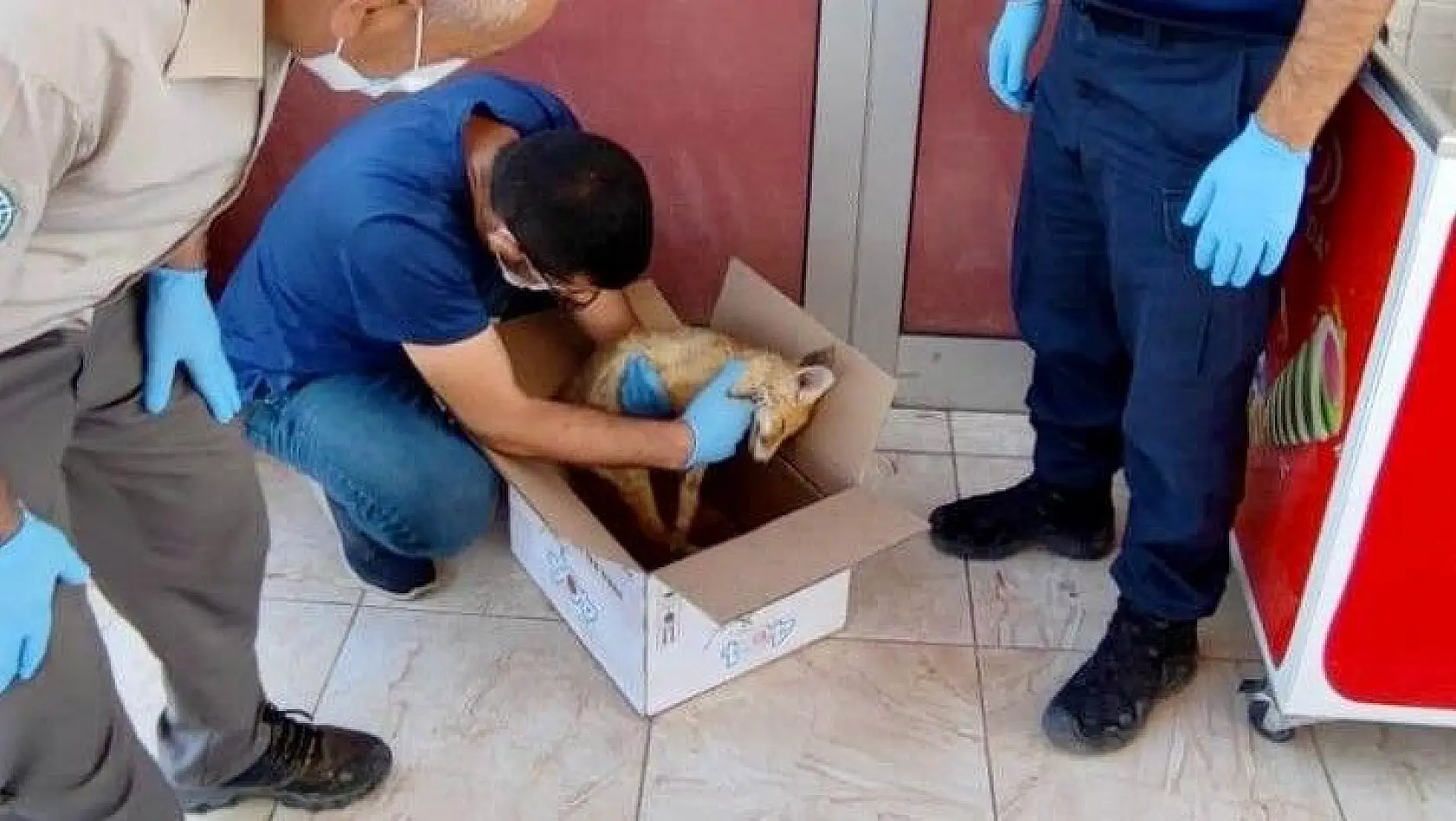 Elazığ'da jandarmadan yaralı tilkiye şefkat eli